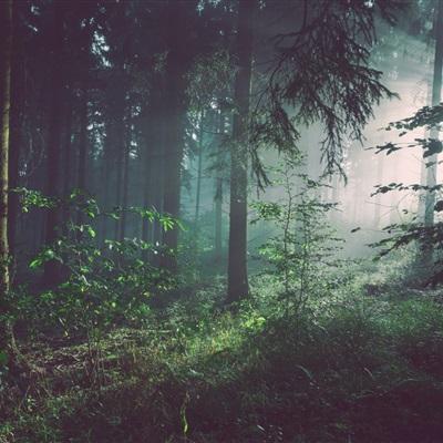 澳门王中王100%的资料app下载截图